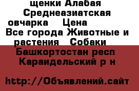 щенки Алабая (Среднеазиатская овчарка) › Цена ­ 15 000 - Все города Животные и растения » Собаки   . Башкортостан респ.,Караидельский р-н